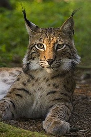 Full Download Lynx to a Killing (Randy Waters, Game Warden Book 4) - Brian Angevine file in ePub