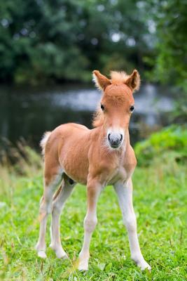 Read Falabella Miniature Horse Journal: 150 Page Lined Notebook/Diary -  file in ePub