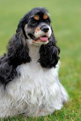 Read Online An American Cocker Spaniel Dog Journal: 150 Page Lined Notebook/Diary -  | PDF