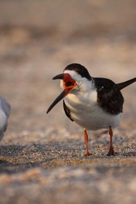 Download Black Skimmer (Rynchops Niger) in Florida Bird Journal: 150 Page Lined Notebook/Diary -  | PDF